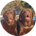 dakar és dante profil ok