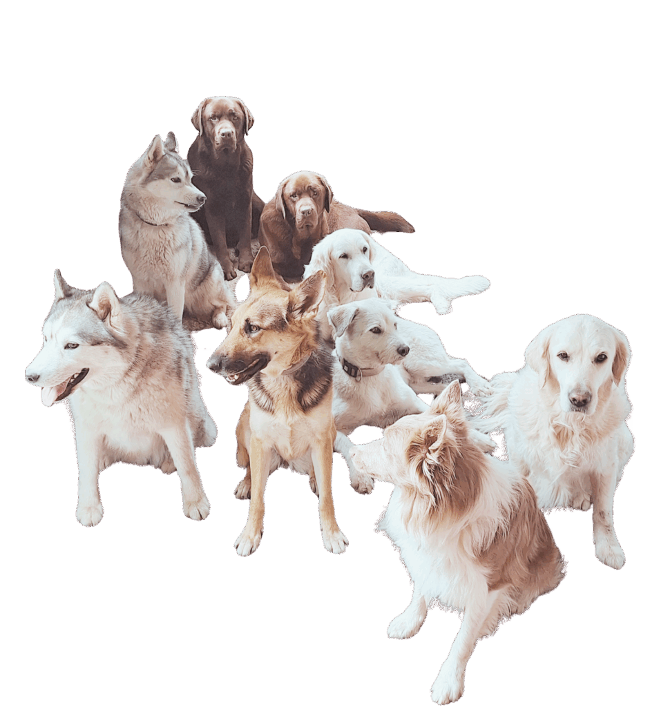 kutyák aura vágott