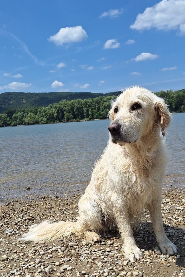 mesélj a kutyusodról